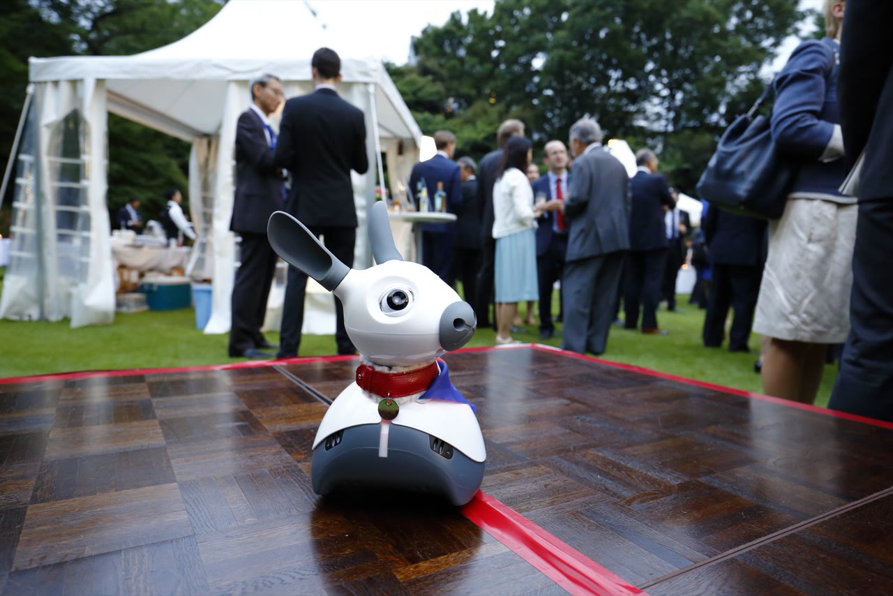 An earlier MiRo animal-like robot displayed on a table at an outdoor reception